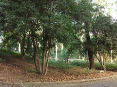 -武汉大学-樱园