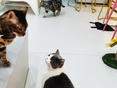 -糯米喵星人·撸猫猫舍咖啡馆(西市场嘉华店)