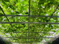 -兰陵国家农业公园