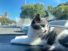 -美联众合宠物医院·爱萌分院·内外科·猫科中心