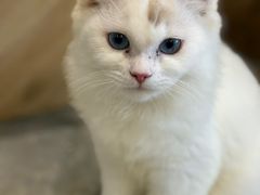 -楼上猫咖(罗湖店)