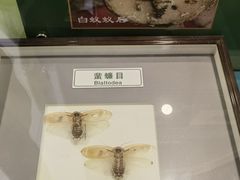 -上海昆虫博物馆