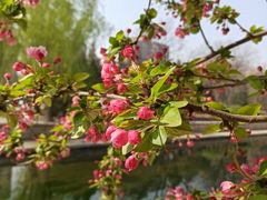 -海棠花溪(元大都城垣遗址公园)