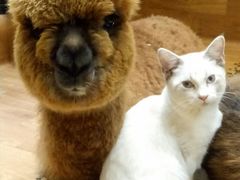 -猫色咖啡·猫咖