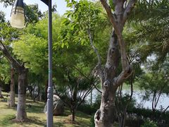 -五缘湾湿地公园