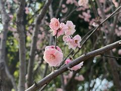 -无锡梅园公园