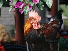 -高荡千年布依古寨旅游景区