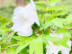 -黄兴公园