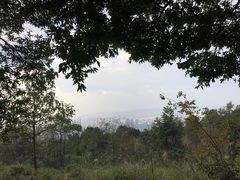 -铁山坪森林公园