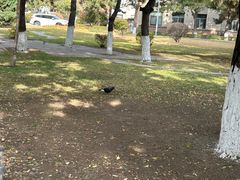 -辽宁大学(崇山校区)