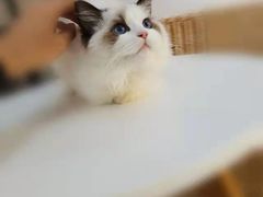 -喵zoo家庭繁育猫舍(尖东智能花园店)