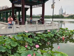 -莲花池公园