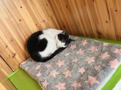 -猫在这儿猫咪咖啡馆·撸猫馆