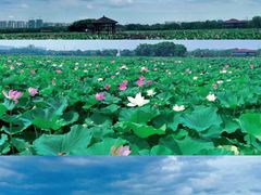 -荷塘月色湿地公园·向阳花洲