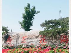 -荷兰花海