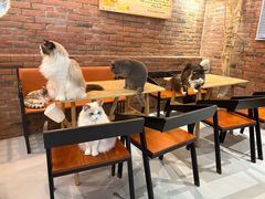 -豆逗聊愈猫阁Easy Life