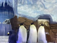 -海合安成都极地海洋公园