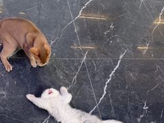 -小猫来了·猫咪专售(红山六九七九店)