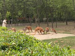 -合肥野生动物园