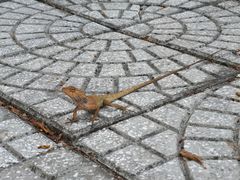 -Lam Vien Restaurant