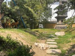 -龙华寺
