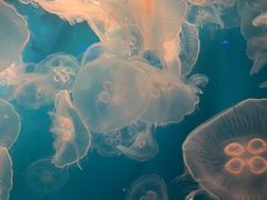 -海合安成都极地海洋公园
