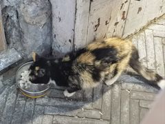 -MOCHA明星猫咖(田子坊店)