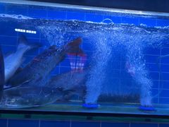 -老板恋上鱼(恒隆广场店)