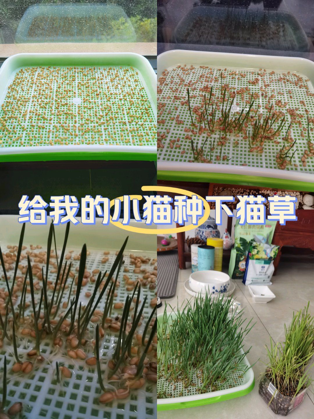 为可爱的小猫种下猫草