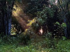 -丰依竹食·老牌竹筒饭