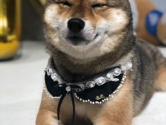 -柴务处·柴犬主题狗咖