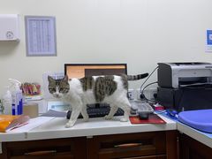 -美联众合动物医院·24h转诊中心