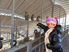 -西霞口神雕山野生动物世界