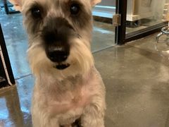 -PETKIT 小佩宠物·低压洗护·美容·寄养(安远店)