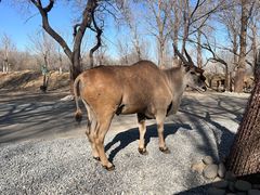 -北京野生动物园