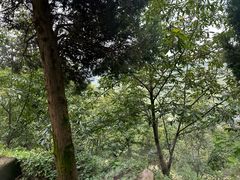 -东天目山风景区
