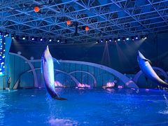 -海合安青岛极地海洋公园