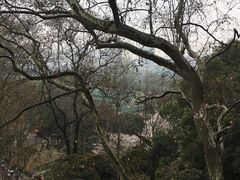 -武汉大学-樱园