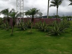 -野狸岛