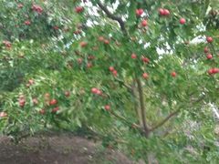 -万源龙顺度假庄园生态观光园