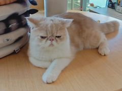 -飞行喵MR PILOT|猫舍·猫咖(静安大融城店)