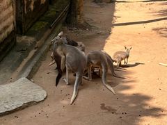 -深圳野生动物园