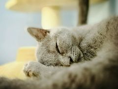 -喵的天空名猫咖啡馆·撸猫·猫舍·用品
