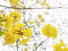 -松山湖风景区松湖烟雨