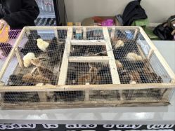 -268童话露营农场·烧烤·团建