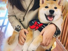 -豆柴町-柴犬主题狗咖(红鼎国际C座店)