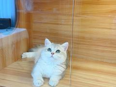 -猫十亿·布偶金渐层·曼基康矮脚猫舍(青年路店)