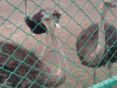 -新疆天山野生动物园