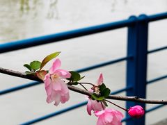 -高东镇樱花园