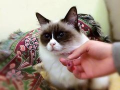 -猫色咖啡·猫咖